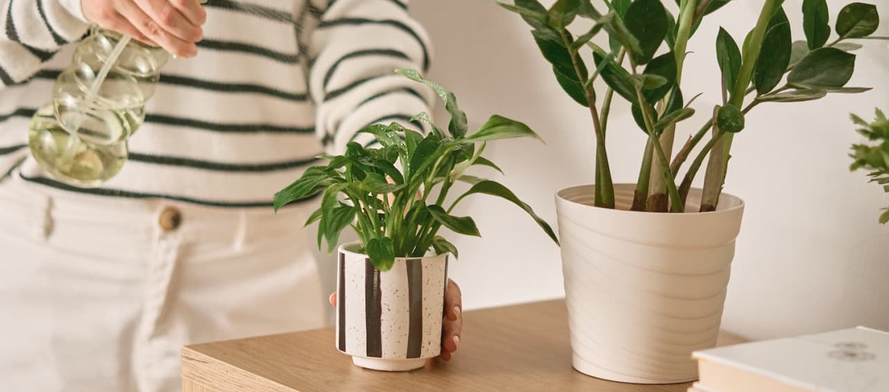 Cómo cuidar tus plantas para que duren más y vivan mejor