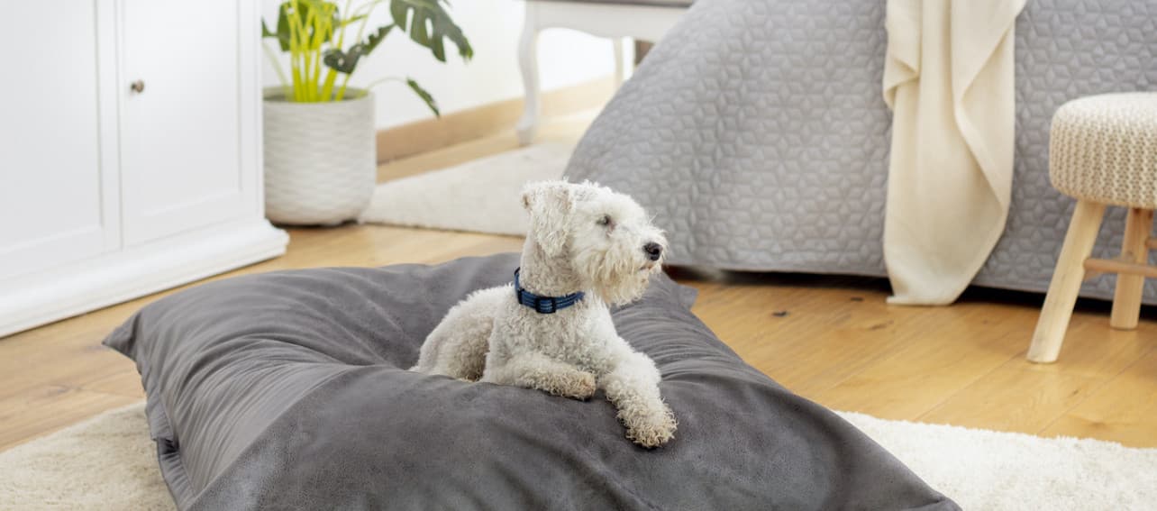 Muebles para gatos y perros que no interfieren con tu deco