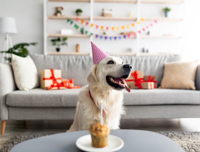 Celebra el cumpleaños de tu gato o perro con estas 8 ideas deco