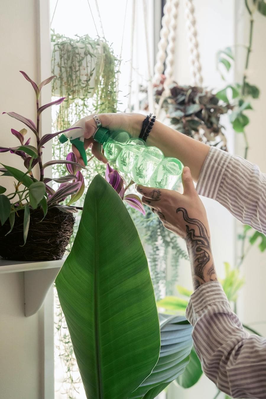 Mujer usando un pulverizador de agua manual para regar una planta colgante.